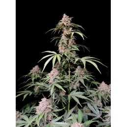 Amnesia Zkittlez Auto