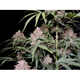 Amnesia Zkittlez Auto