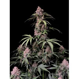 Amnesia Zkittlez Auto
