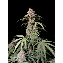 Amnesia Zkittlez Auto