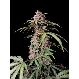Amnesia Zkittlez Auto
