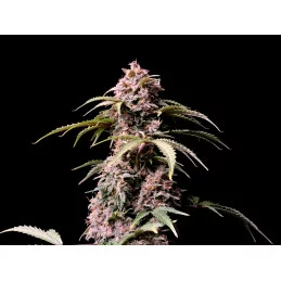 Amnesia Zkittlez Auto