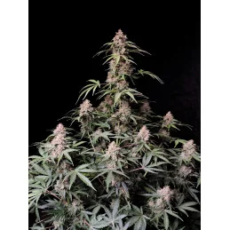 Amnesia Zkittlez Auto
