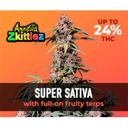 Amnesia Zkittlez Auto