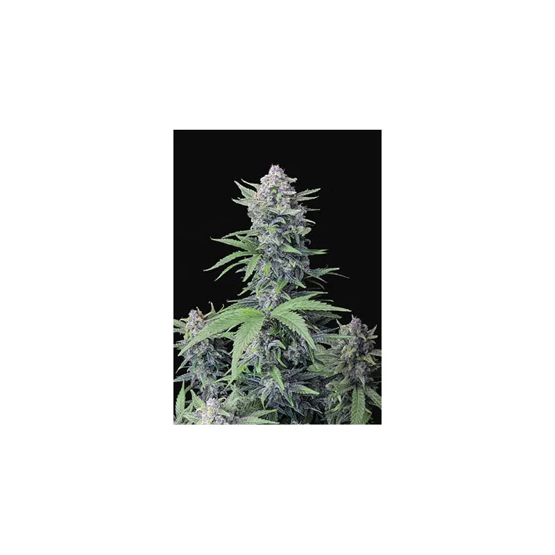 Tropicana Cookies Auto