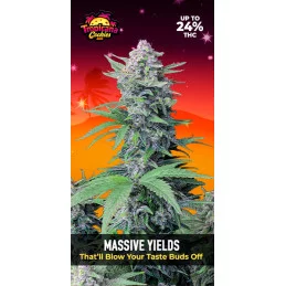 Tropicana Cookies Auto
