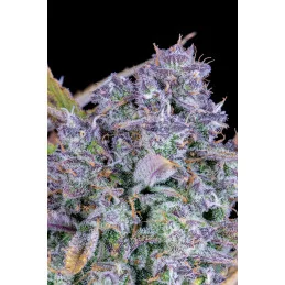 Tropicana Cookies Auto