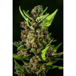 Tropicana Cookies Auto