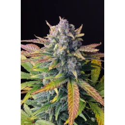 Tropicana Cookies Auto