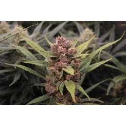 Tropicana Cookies Auto