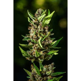 Tropicana Cookies Auto