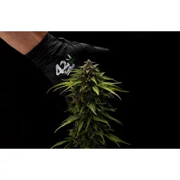 Tropicana Cookies Auto