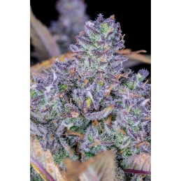 Tropicana Cookies Auto