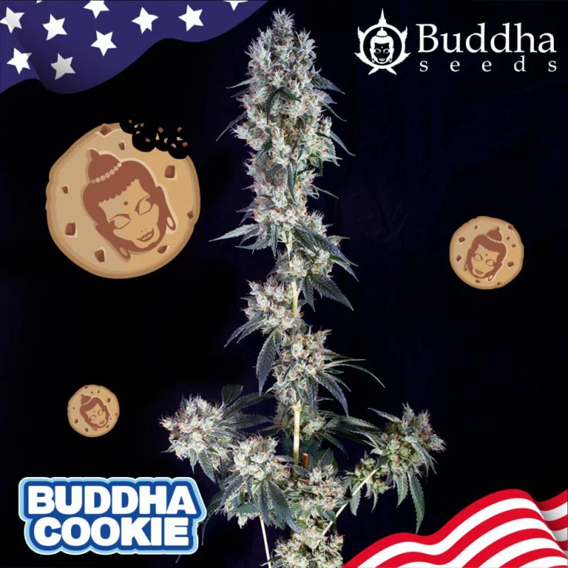 Buddha Cookies - Buddha Seeds