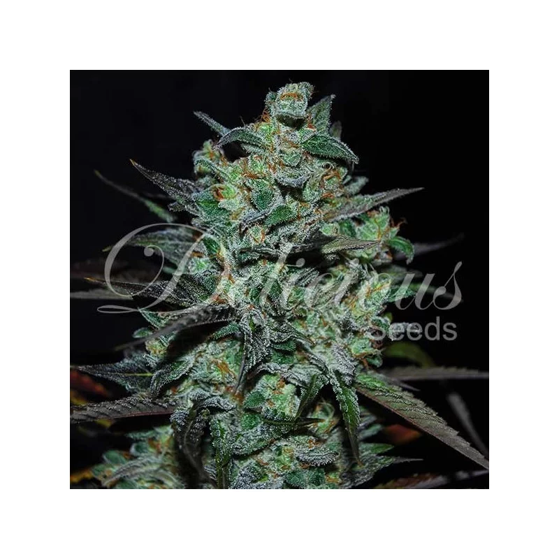 Northern Light Blue THC-FREE