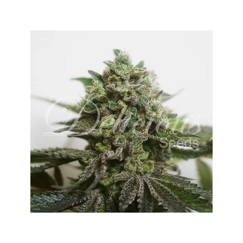 Delimed CBD PLUS ® - Delicious Seeds