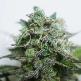 Delimed CBD PLUS ® - BEZ THC