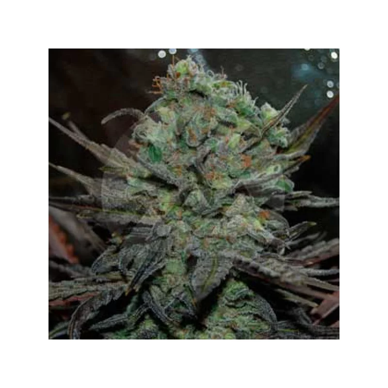 Eleven Rose Auto ®