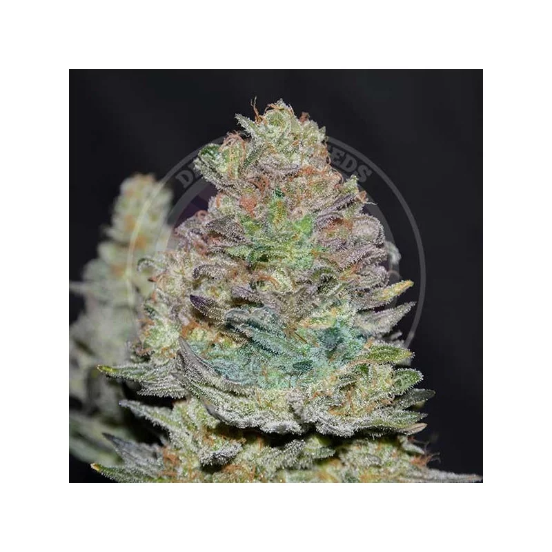 Delicious Cookies Auto ®