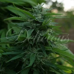 Lord Kush - Delicious Seeds