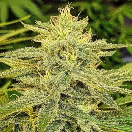 Lord Kush - Delicious Seeds