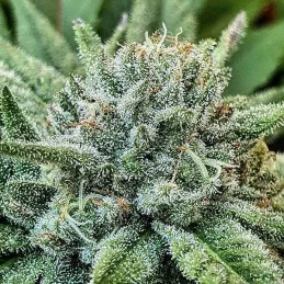Lord Kush - Delicious Seeds