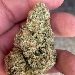 Lord Kush - Delicious Seeds