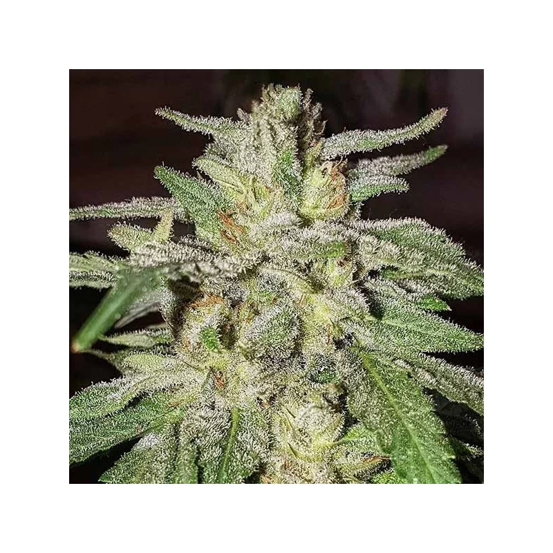Lord Kush - Delicious Seeds
