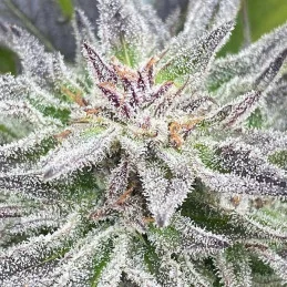 Lord Kush - Delicious Seeds