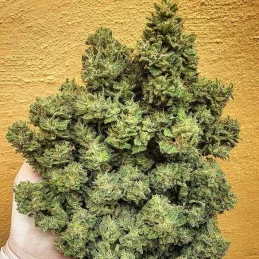 Lord Kush - Delicious Seeds