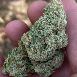 Lord Kush - Delicious Seeds