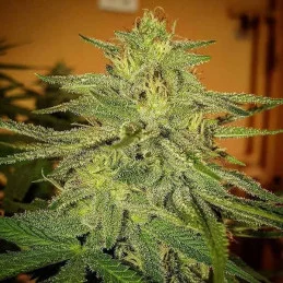 Lord Kush - Delicious Seeds
