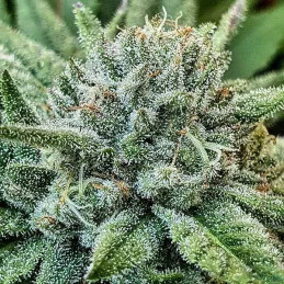 Lord Kush - Delicious Seeds