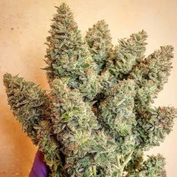 Lord Kush - Delicious Seeds
