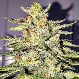 Lord Kush - Delicious Seeds