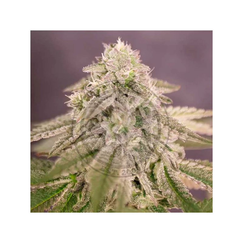 Bay Burger ® - Delicious Seeds
