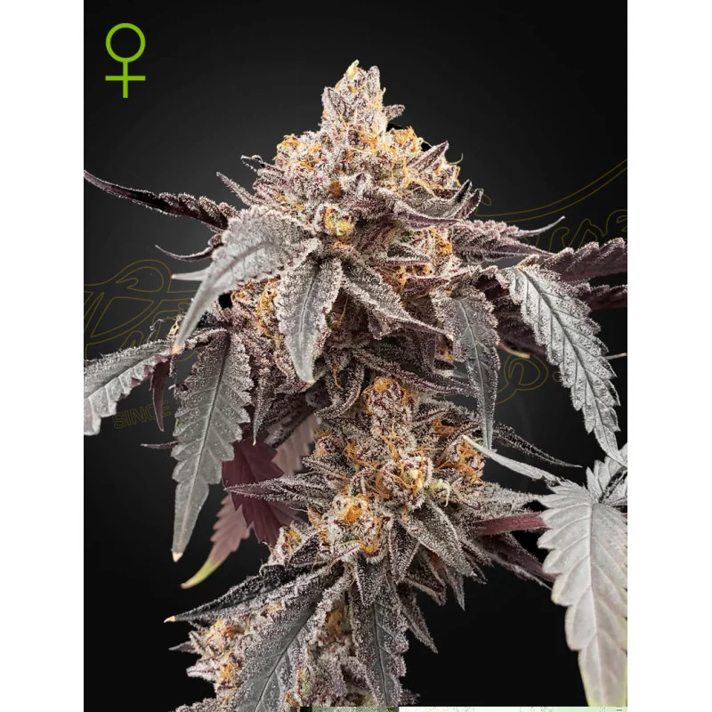 Guava x Gelato 41 Auto