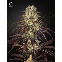 Kong's Krush - Green House...