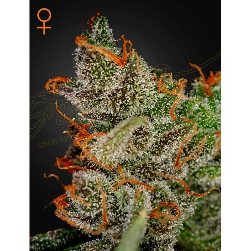King's Kush Green House Seeds