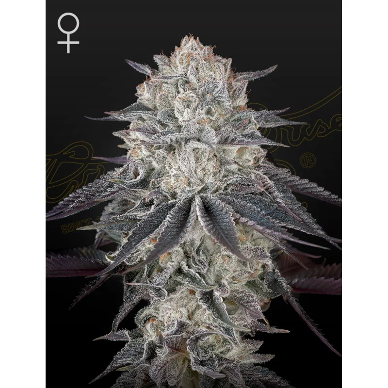 Fullgas! Green House Seeds USA Genetic