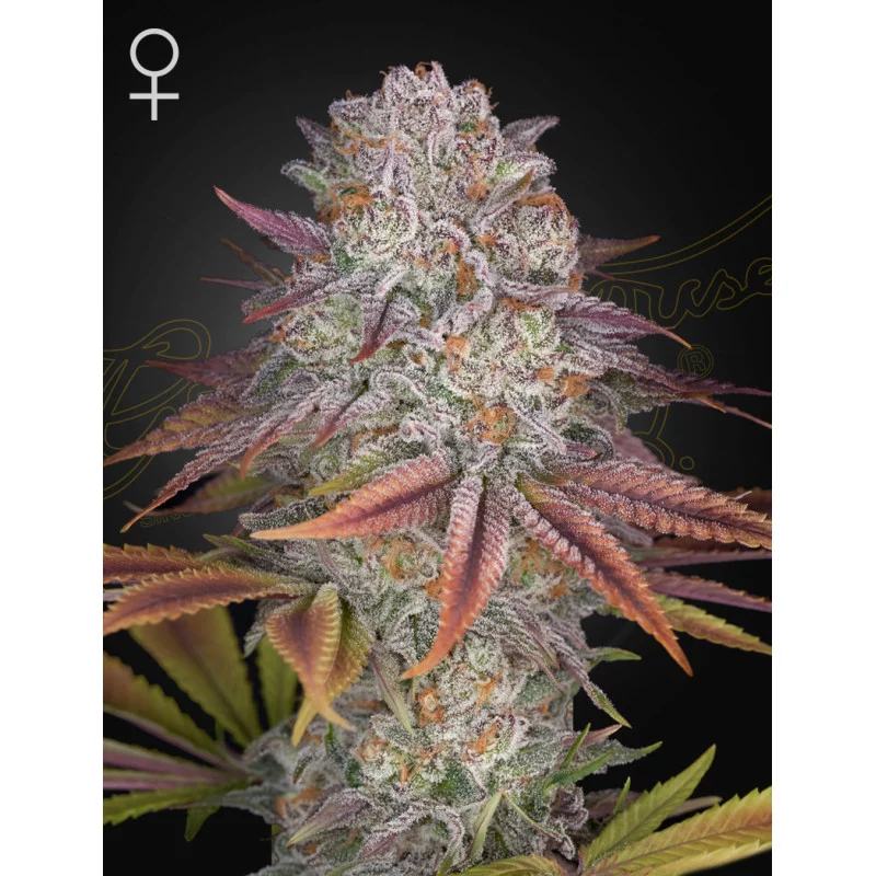 Pulp Friction Green House Seeds USA Genetic
