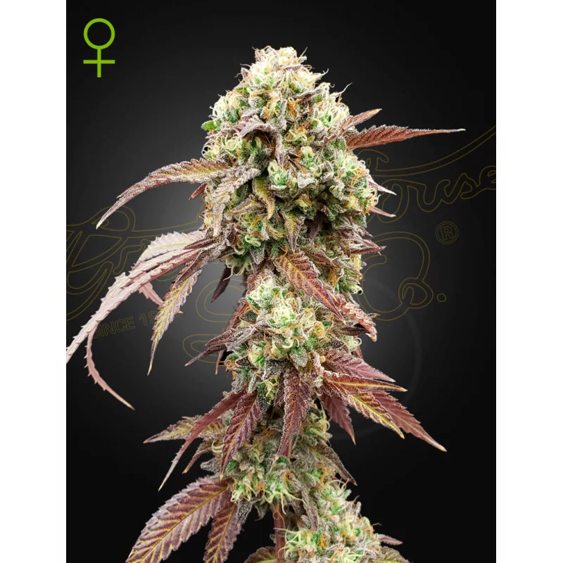 West Coast OG x Gelato Auto 41