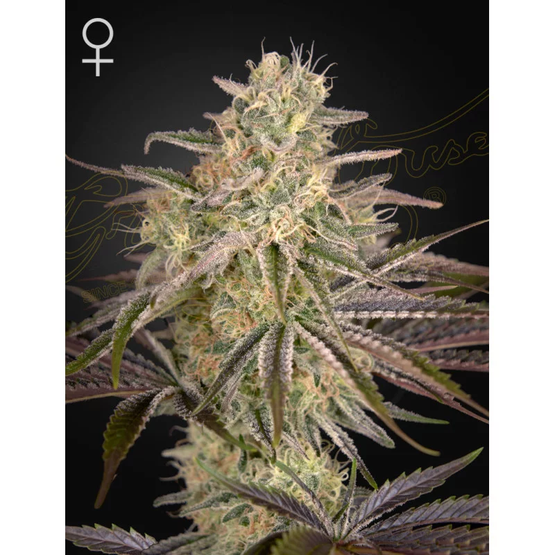 Cloud Walker Green House Seeds