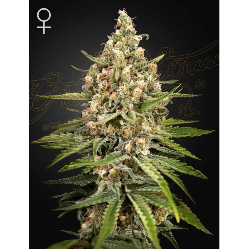 Bubba Slush Green House Seeds USA Genetic