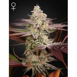 Chemical Bride - Green...