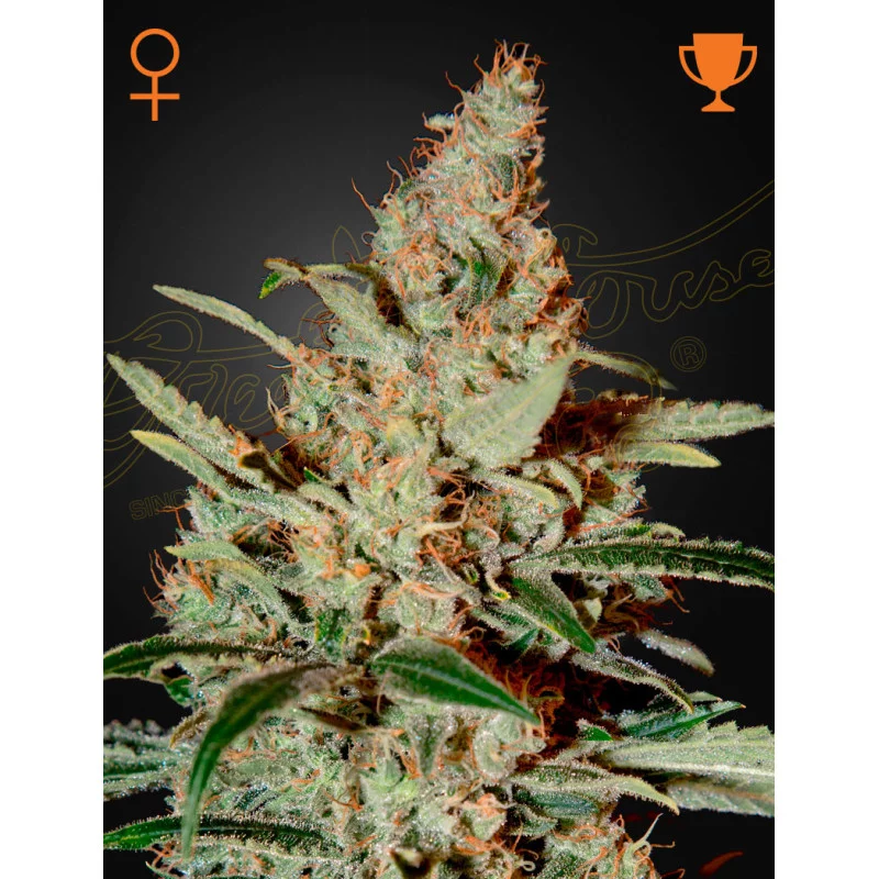 Chemdog - Green House Seeds USA
