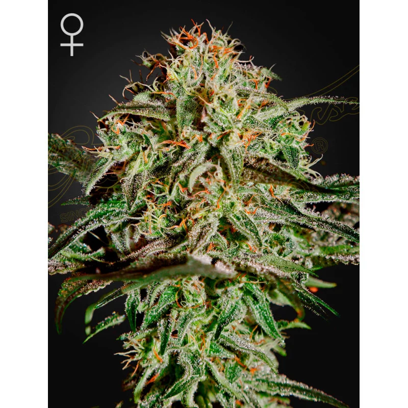 A.M.S. Green House Seeds