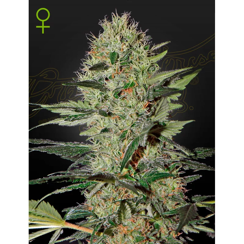 Exodus Cheese Auto - Green House Seeds