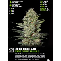 Exodus Cheese Auto - Green House Seeds