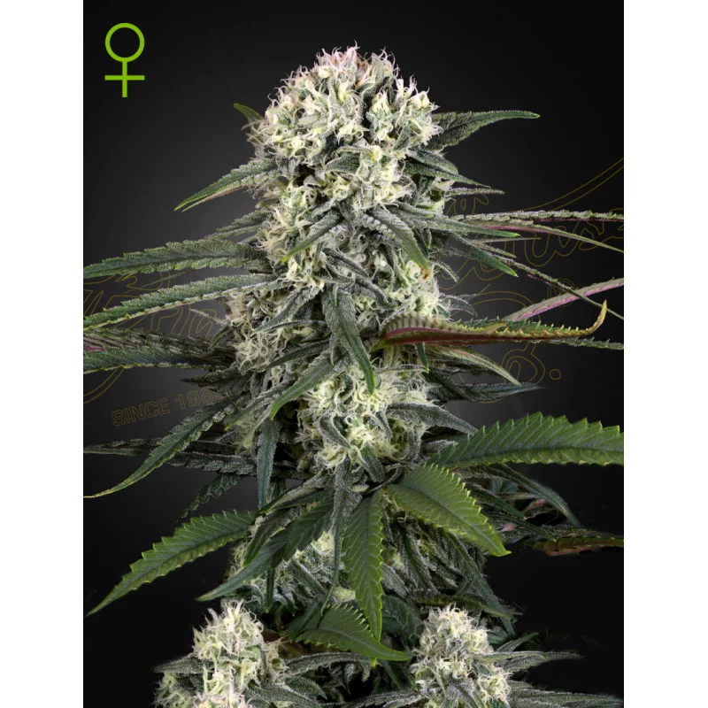 Auto-Bomb - Green House Seeds